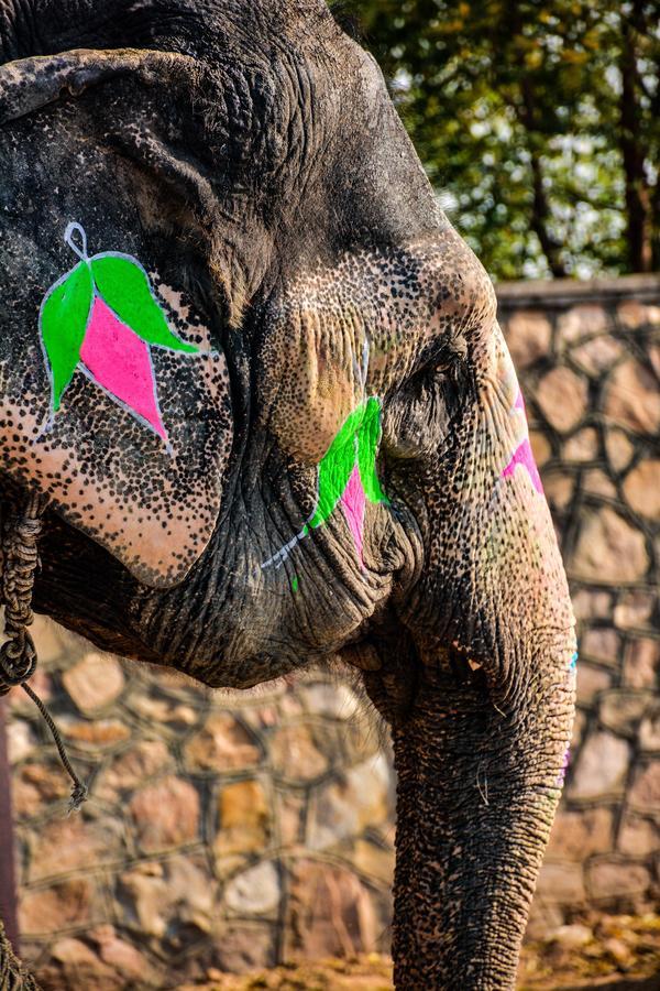 Hathi Mauja Джайпур Екстериор снимка